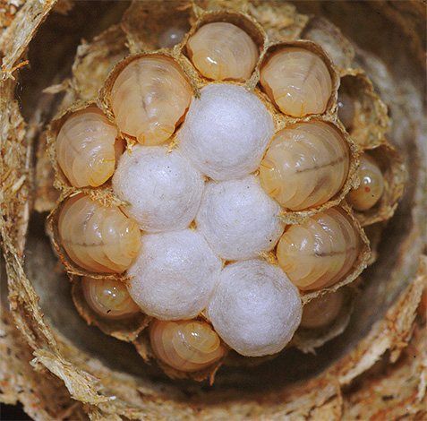Личинки обыкновенной бумажной осы в гнезде.