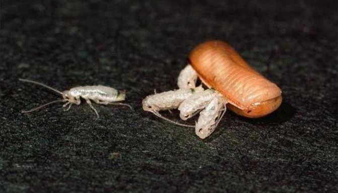 Личинки тараканов