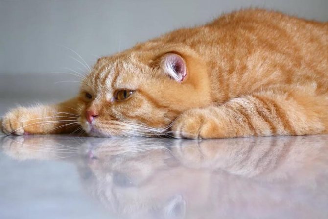 Лимфома кишечника у кошек