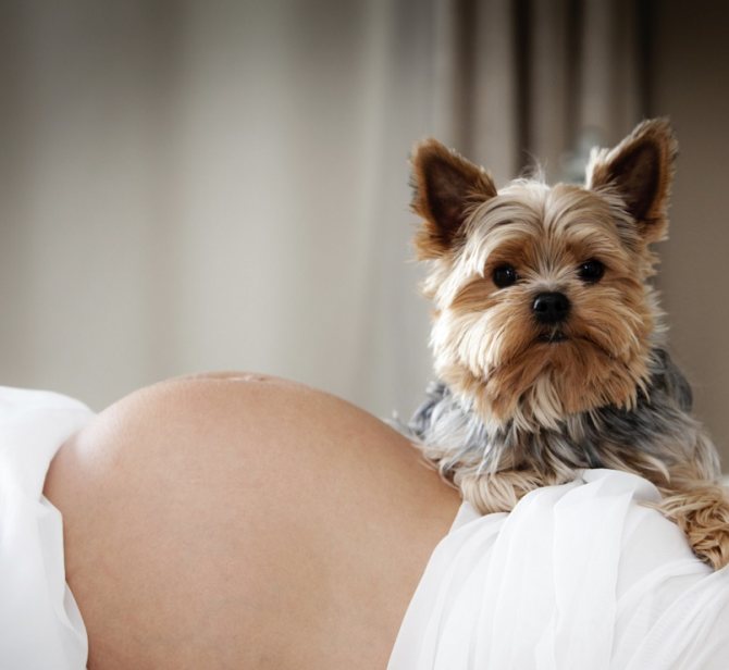 ложная беременность у собак