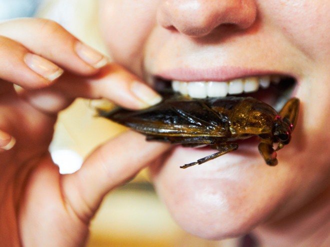 Люди едят тараканов