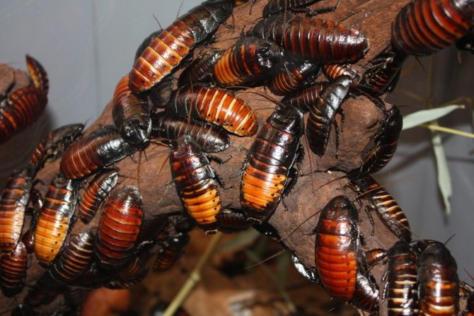 Мадагаскарские шипящие тараканы