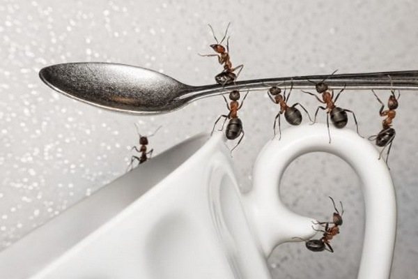 Маленькие муравьи на кухне – что делать?
