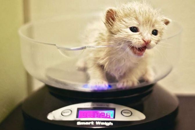 Маленький котенок на весах