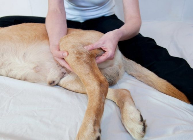 Массаж собаке при параличе задних лап