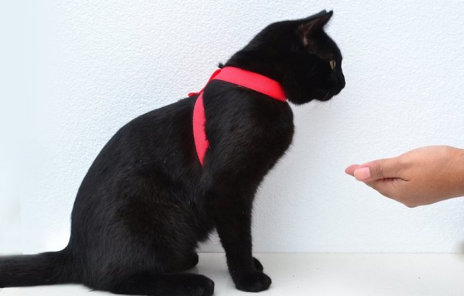 Мастер-класс для любителя кошек: как сделать ошейник питомцу своими руками. Как сделать ошейник кошке своими руками Как сделать из бисера ошейник для кошки