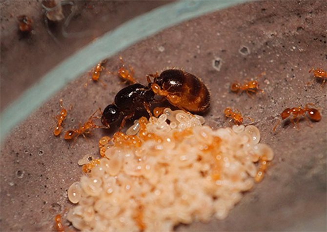 Матка домашнего муравья