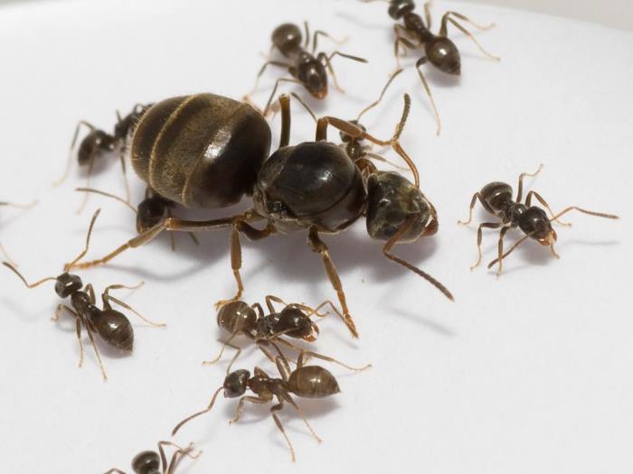 Матка домашних муравьев