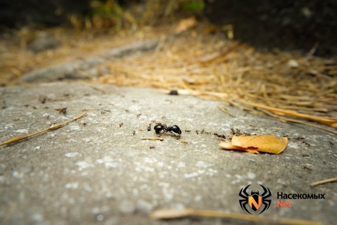Матка муравьев