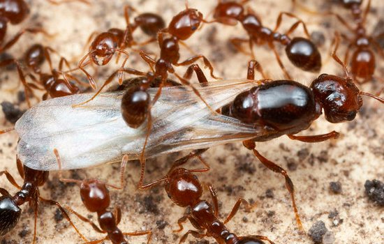 матка муравья