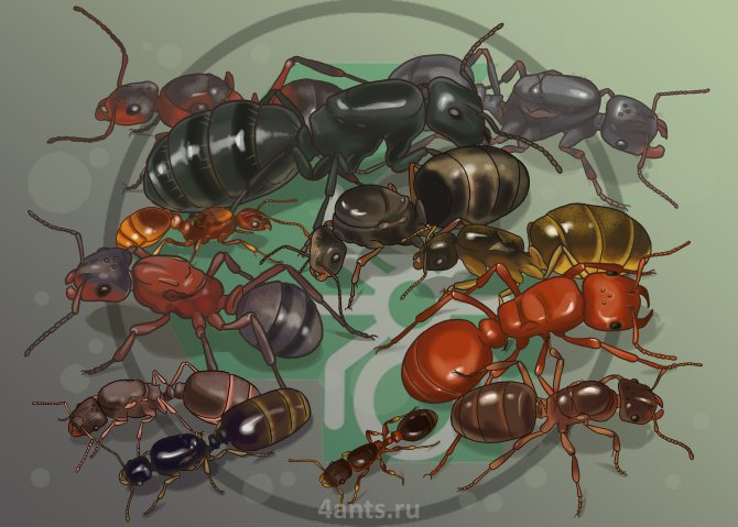 матки муравьев