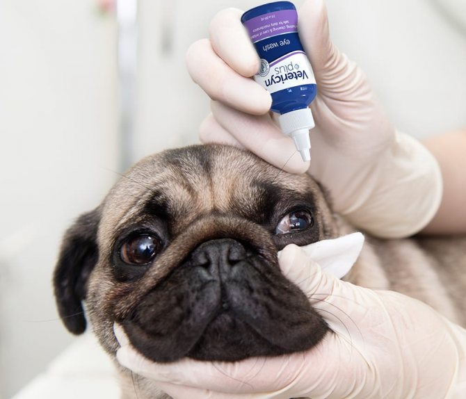 медикаментозное лечение мутных глаз у собаки