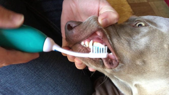 Механическое удаление зубного камня у собак