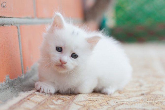 мейн кун котенок белый фото