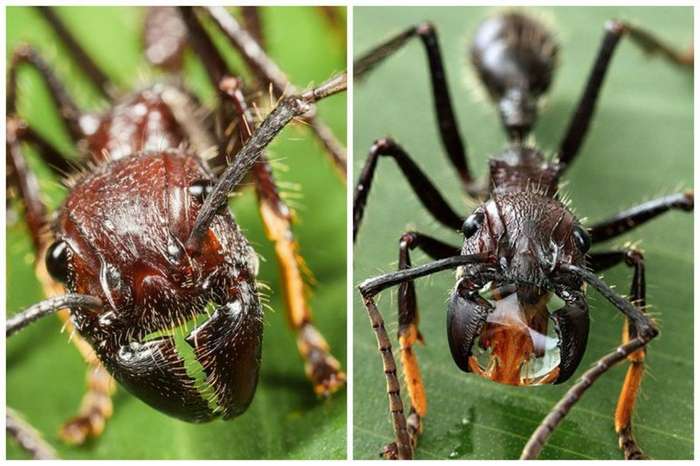 Мелкие монстры - самые опасные муравьи в мире-29 фото-