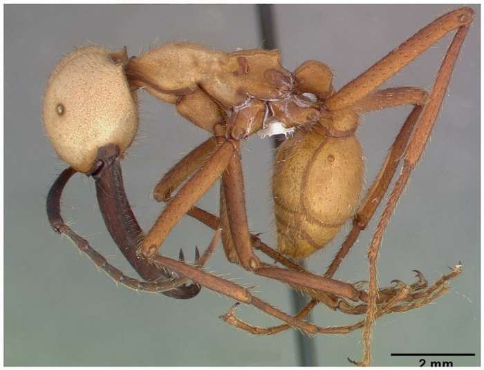 Мелкие монстры - самые опасные муравьи в мире-29 фото-
