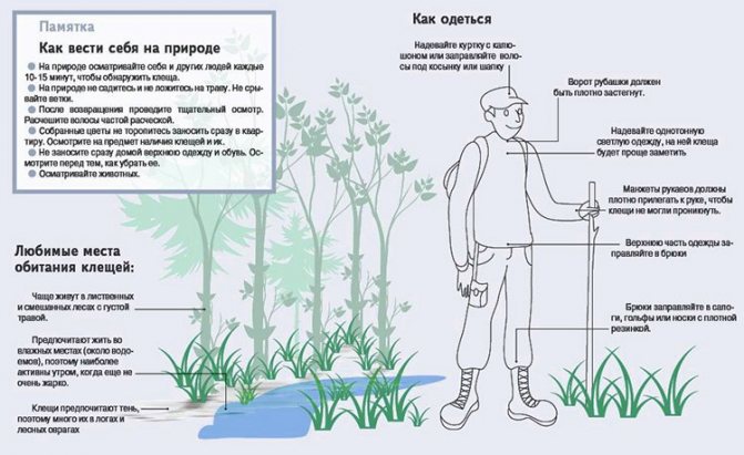 Меры предосторожности при посещении леса