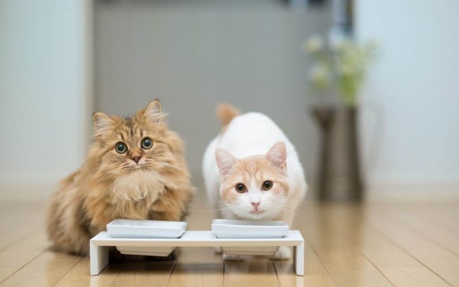 метронидазол для кошек