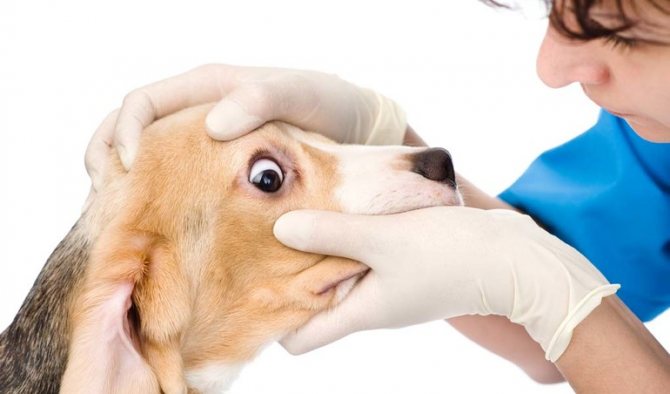 Микоплазмоз у собак симптомы