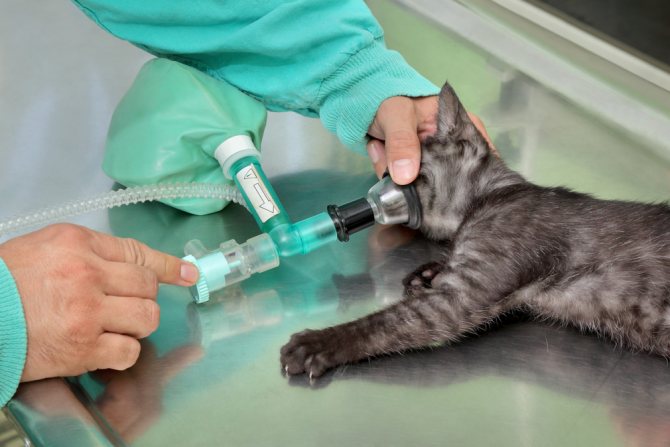 Микроинсульт у кошек симптомы и лечение