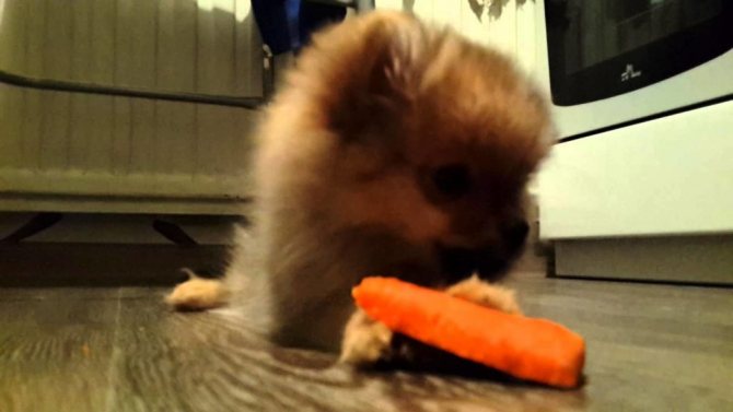 Многие шпицы с удовольствием едят сырую морковь