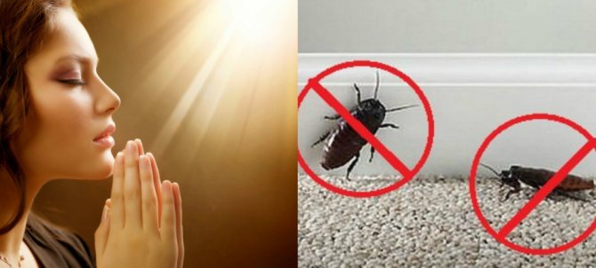 Многие верят, что молитва поможет избавиться от тараканов в доме.