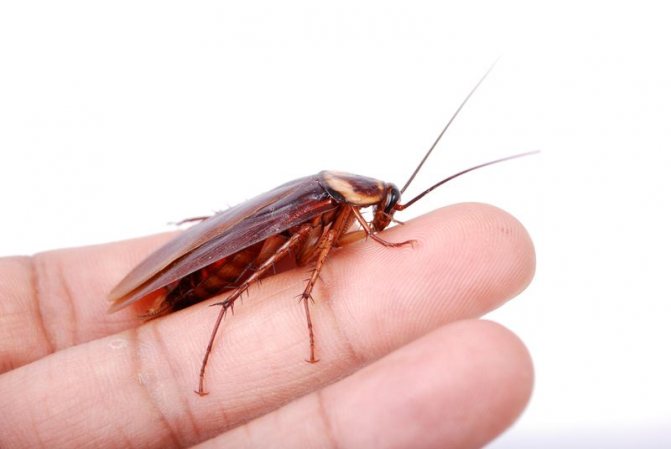 могут ли тараканы залезть на человека