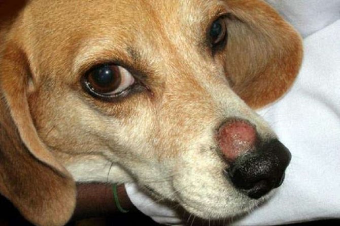 Мокнущая и сухая экзема у собак и ее лечение в домашних условиях