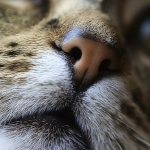 Мокрый нос у кошки: причины состояния, норма и отклонения