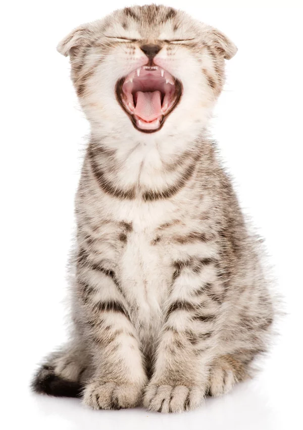 Молочные зубы у котенка