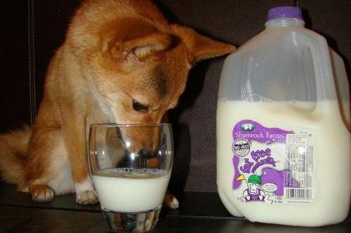 Молоко щенкам можно ли давать. Молоко в питании собак: за и против