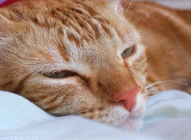 Морда усталого рыжего кота
