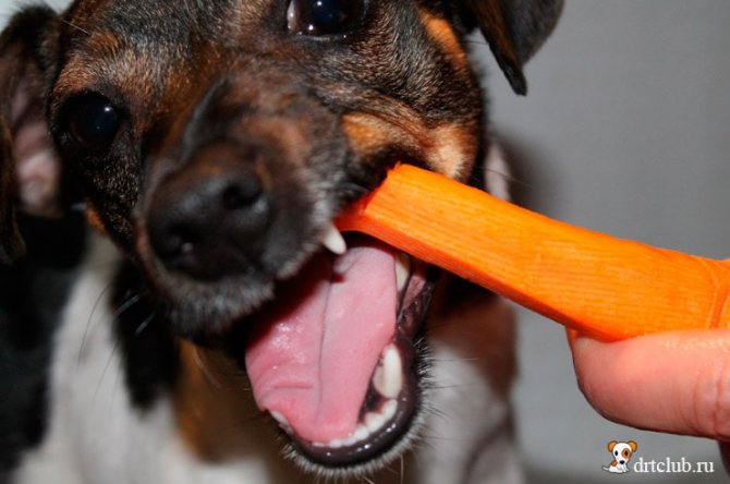 Морковка для собак