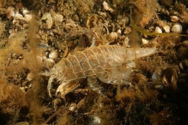 Морской таракан: фото в естественной среде обитания
