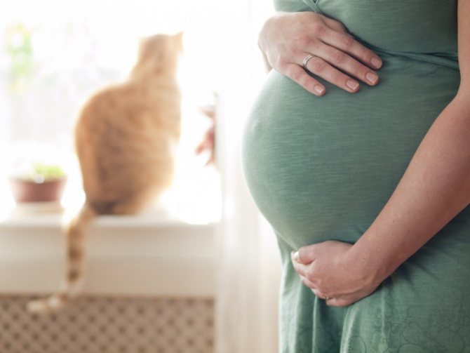 Можно ли беременным заводить кошку и жить с кошкой?