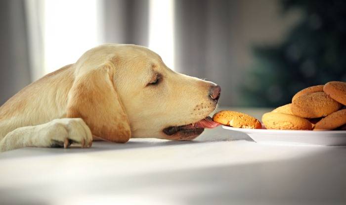 Можно ли давать собаке хлеб