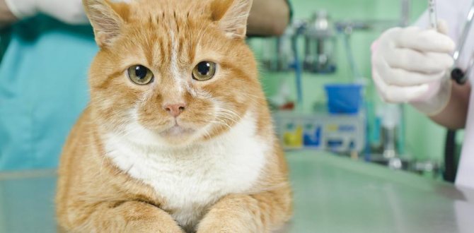 Можно ли кастрировать взрослого кота без последствий для здоровья