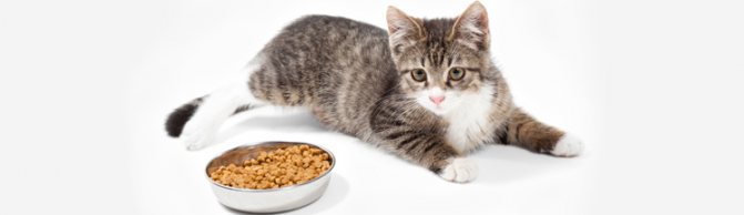 Можно ли кормить котёнка только сухим кормом