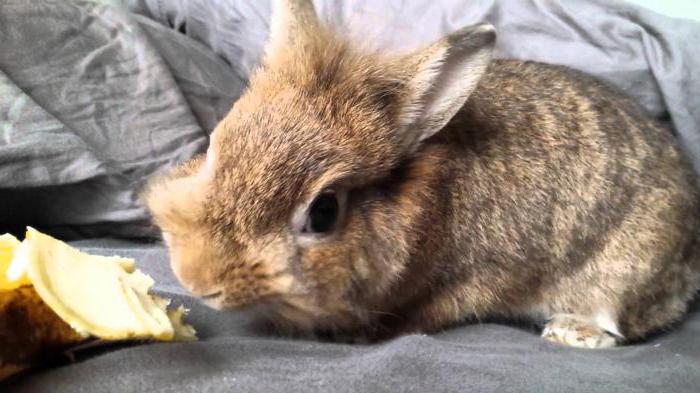 можно ли кормить кроликов сырой картошкой
