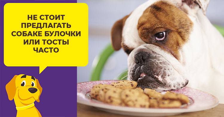 Можно ли кормить собаку хлебом: за и против