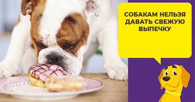 Можно ли кормить собаку хлебом: за и против