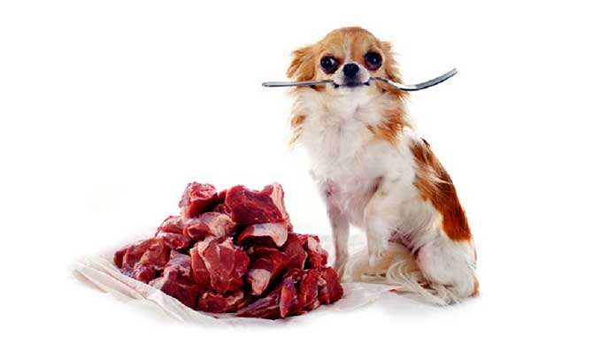 Можно ли кормить собаку мясом фото