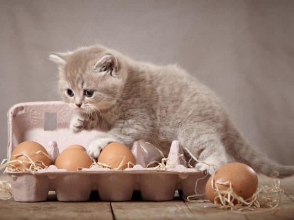 Можно ли кошкам давать яйца читайте статью