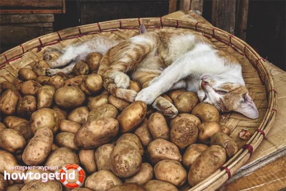 Можно ли кошкам и котам давать картошку? - ZdavNews