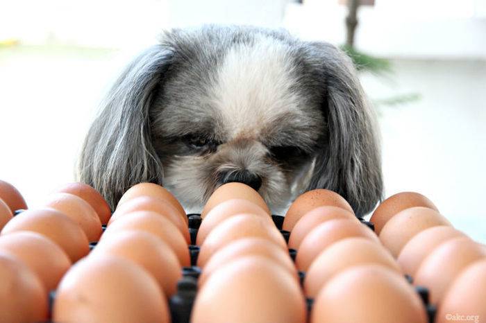 Можно ли щенку давать яйцо