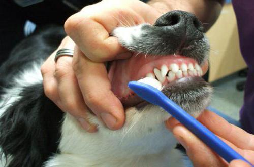 можно ли собакам чистить зубы зубной пастой