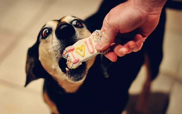 Можно ли собакам сладости