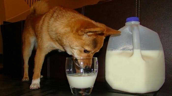 можно ли собаке дать молоко