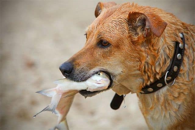 можно ли собаке есть рыбу