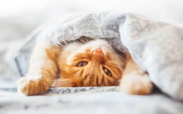 Можно ли спать с котом в одной постели?